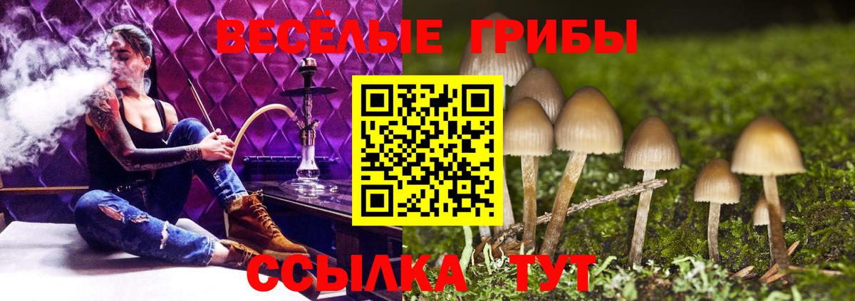 Черкесск  Псилоцибиновые грибы прущие грибы  Вход с VPN 
